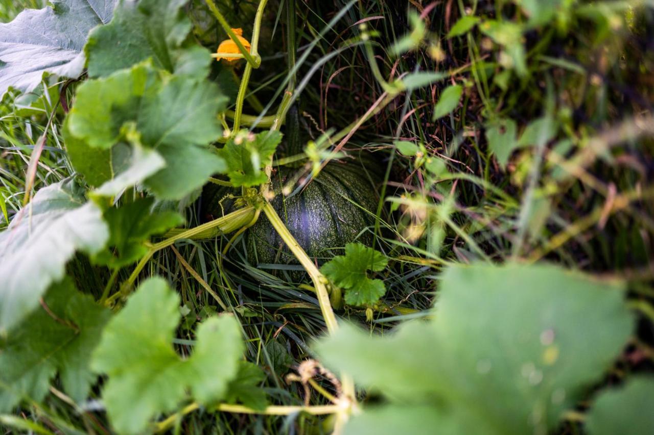 Bizon Landsteder Sadowne