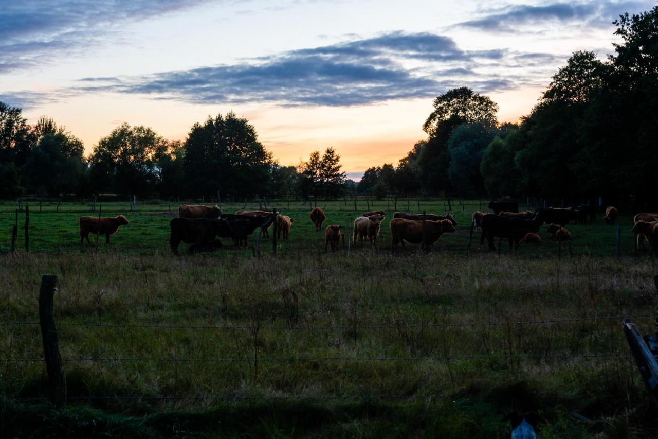 Bizon Landsteder
