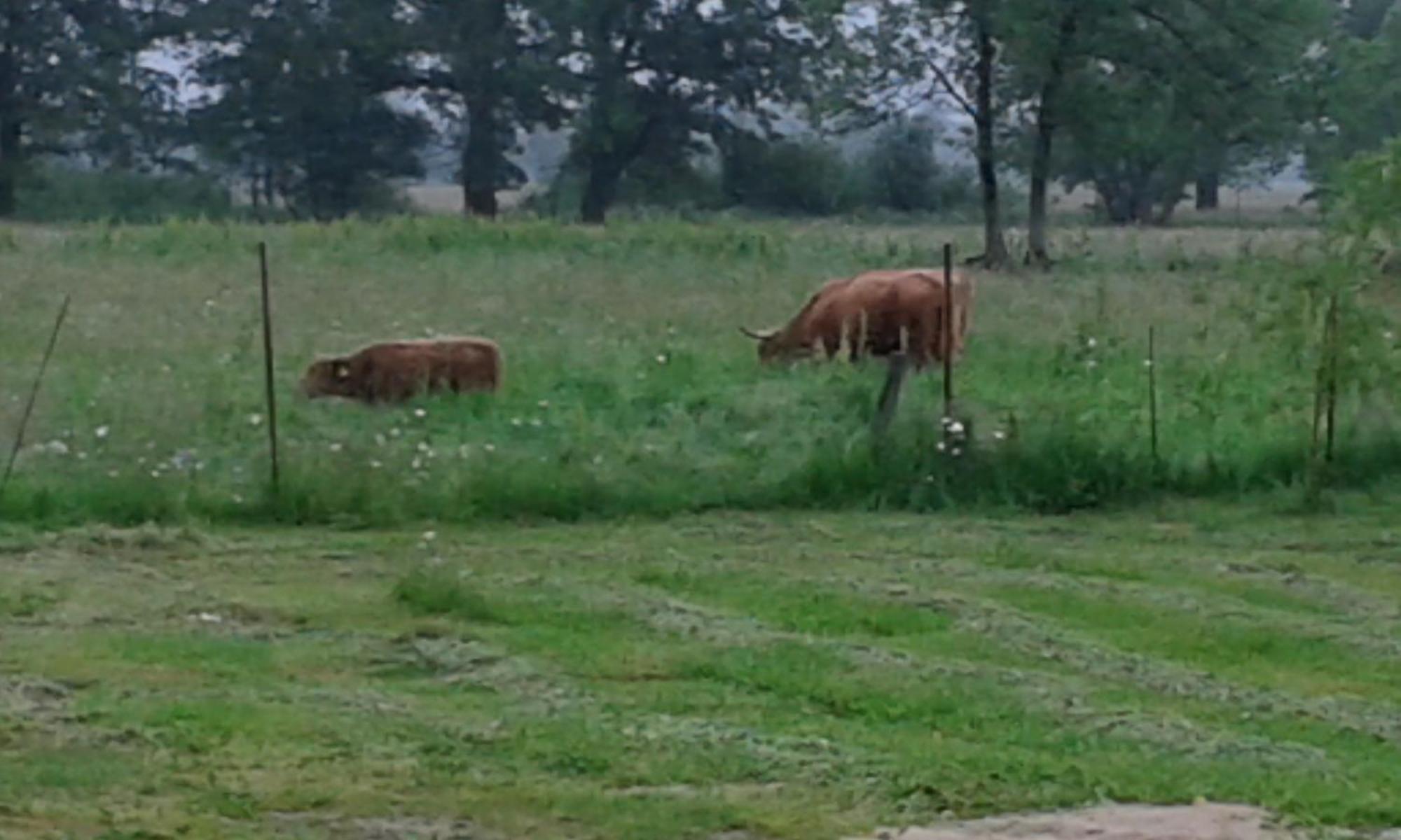Bizon Landsteder Sadowne